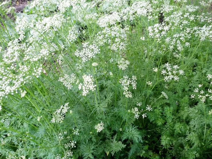 some white flowers are growing out of the ground