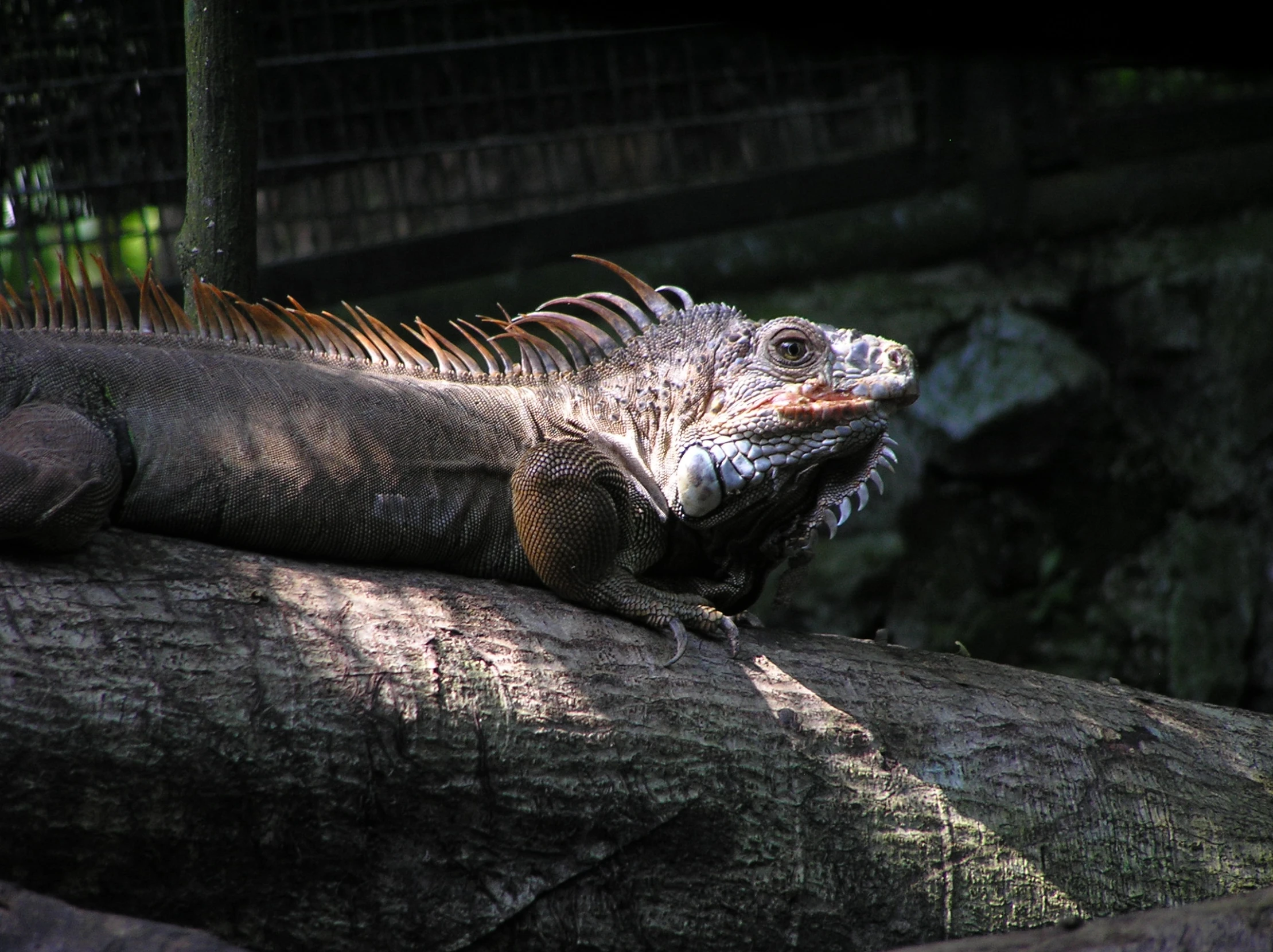 a large animal is sitting on a large tree