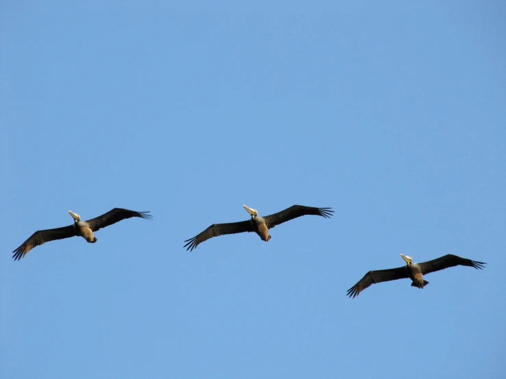 three birds are flying high in the blue sky