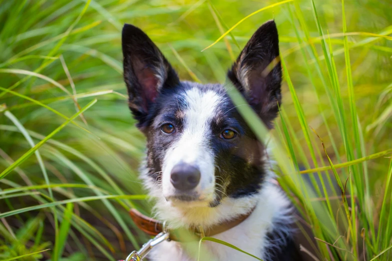 a brown and white dog standing in a grass field