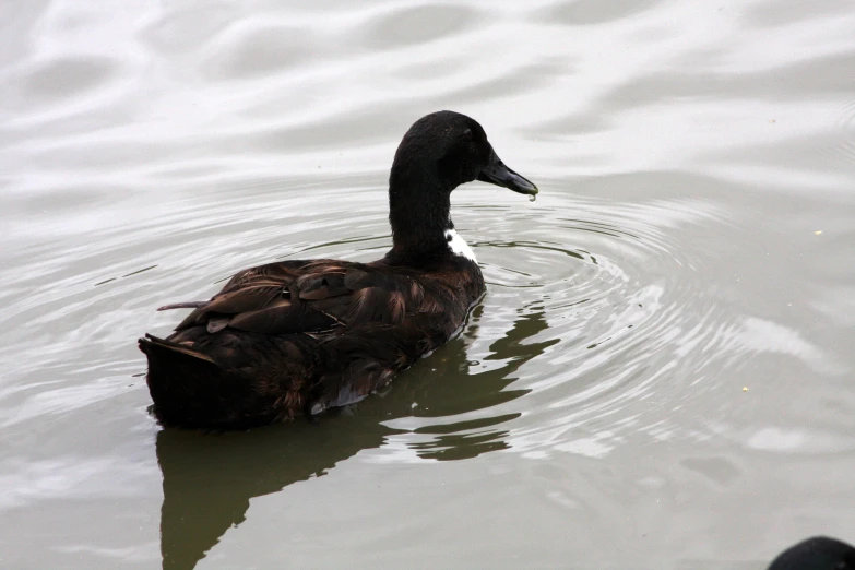 a duck is swimming in the water