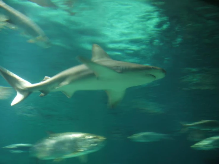 several gray sharks swimming close to each other