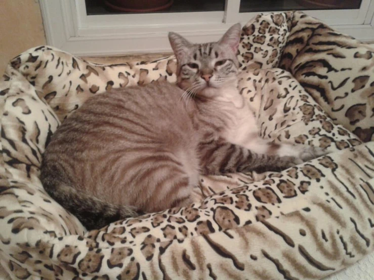 a striped cat is lying in his animal bed