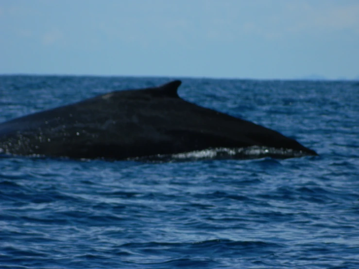 a very big cute looking animal out in the water