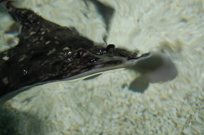 a large fish that is floating on some water