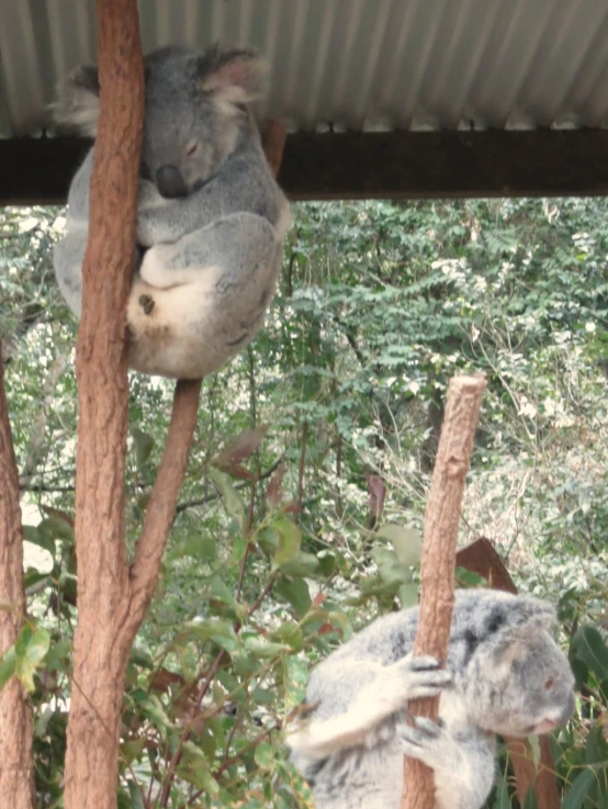 koalas in tree with a roof next to each other