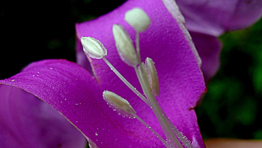 the back side of purple flowers with dew on them