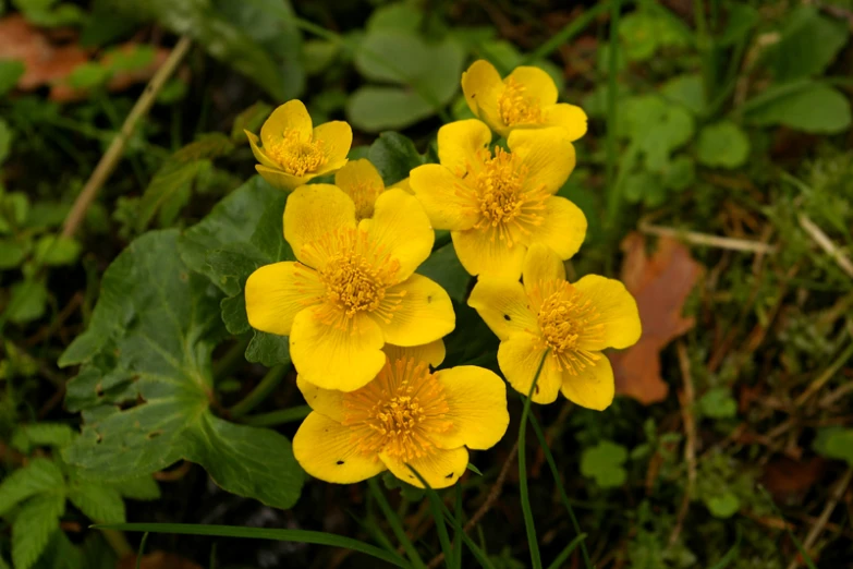 some flowers growing from the ground with green leaves