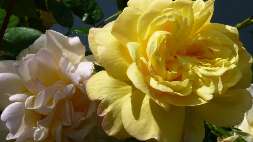 yellow and pink roses in full bloom