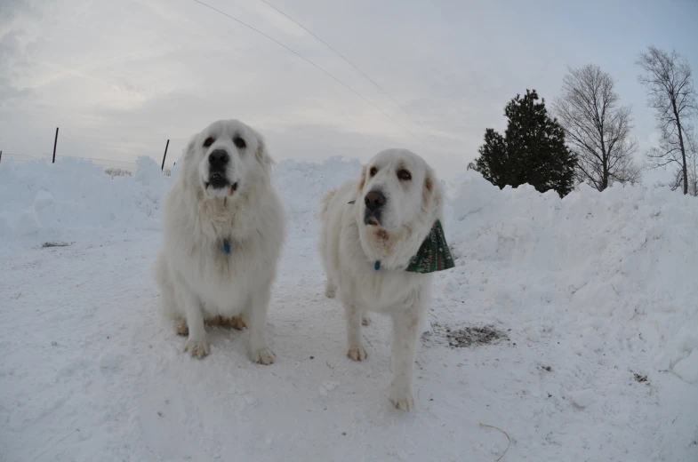 two white dogs standing in snow wearing coats