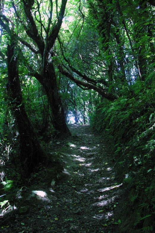 a narrow path is surrounded by trees in the forest