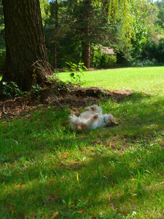 a dog that is laying down on the grass
