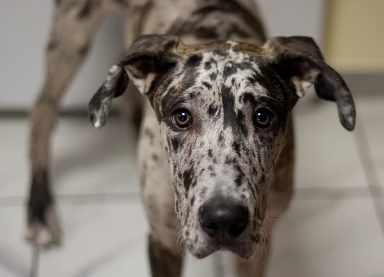 there is a gray and white dog that has a spot of spot on it