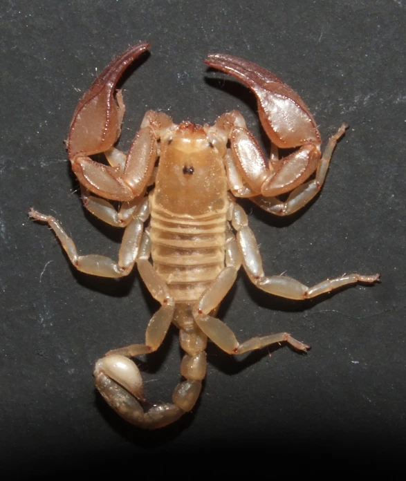 an image of a scorpion scorpion on the ground