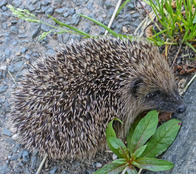 an porcupine in a garden with its head outside