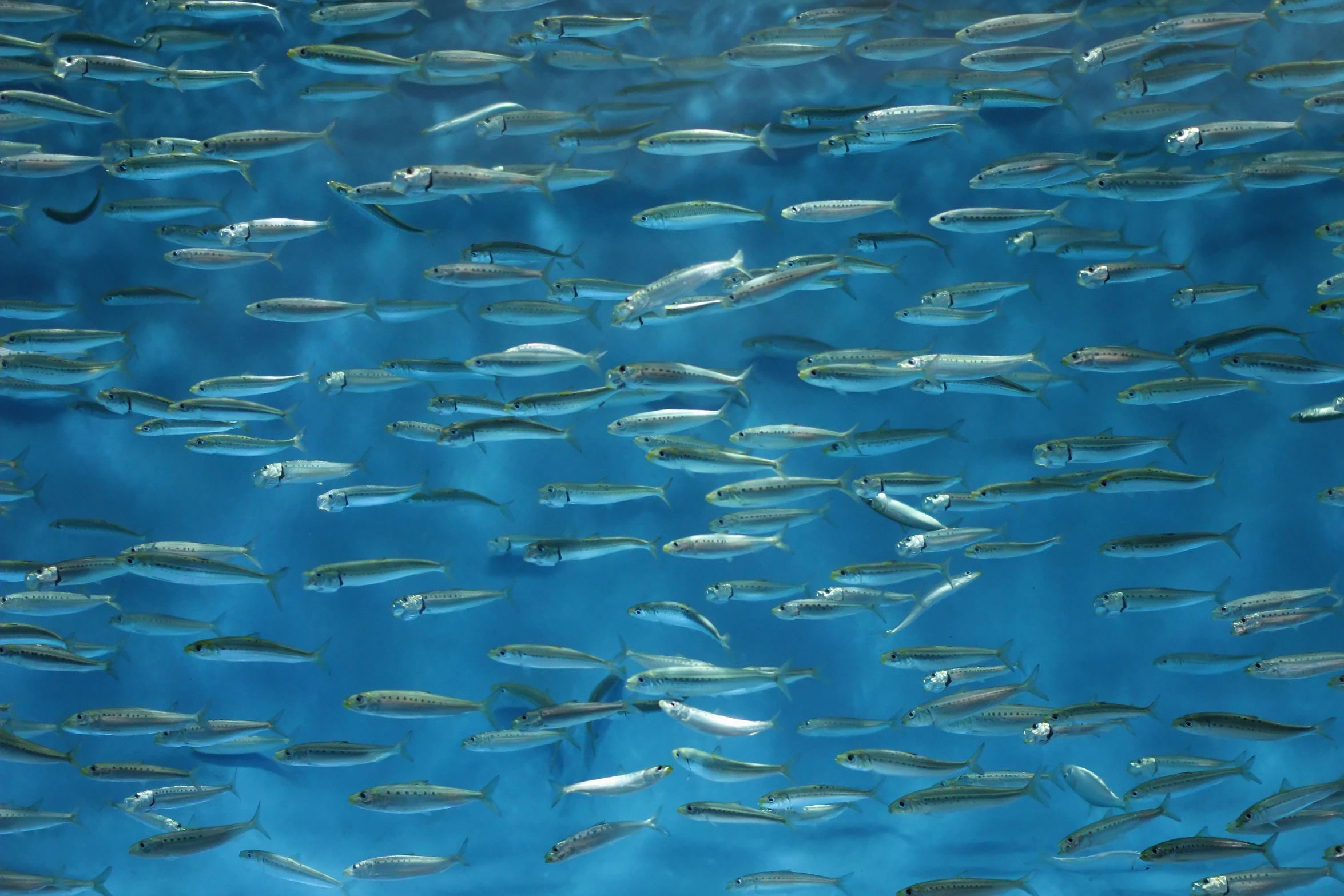 large school of small gray fishes swimming under water