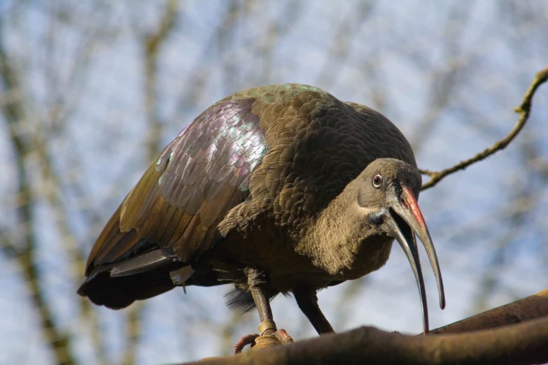 the large bird has a long beak and a strange long neck