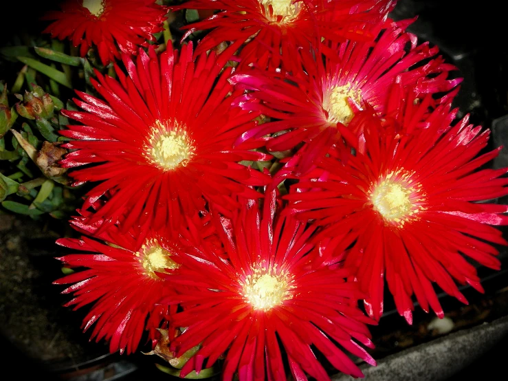 bright red flowers are blooming near green plants