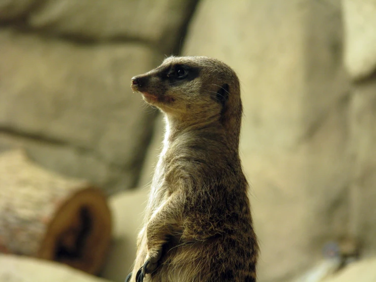 a small animal is standing on the concrete