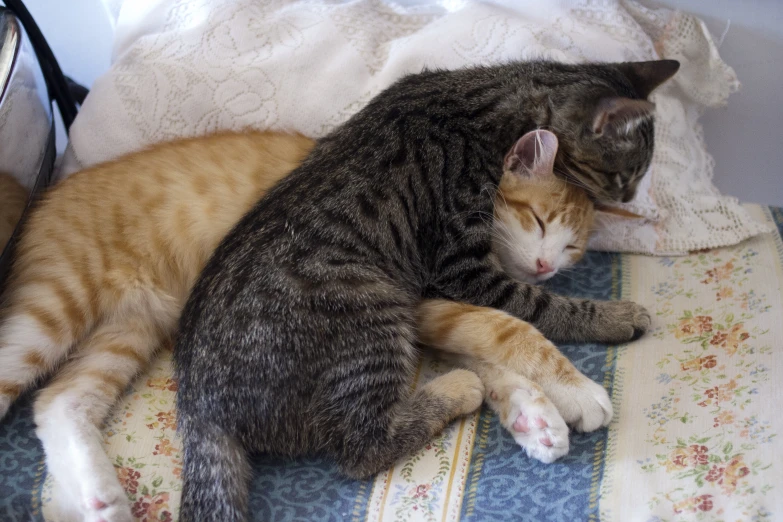 two cats sleeping together on top of the bed