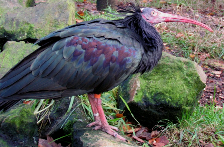 a large bird with a long neck and wide beak