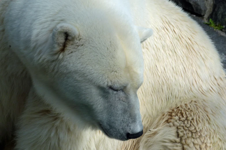 a polar bear is sleeping on top of another polar bear