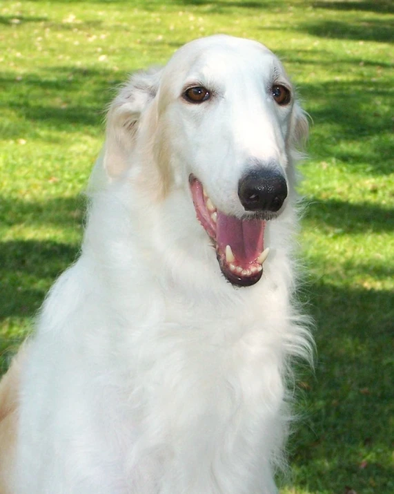 a dog is posing for the camera while outside