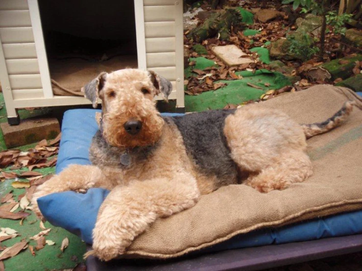 a dog lying down on a mat