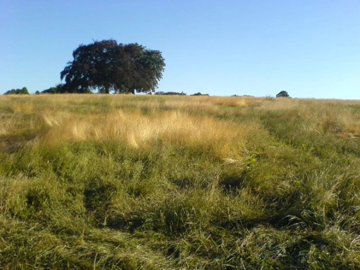 a lone tree stands in the background of a grassy meadow