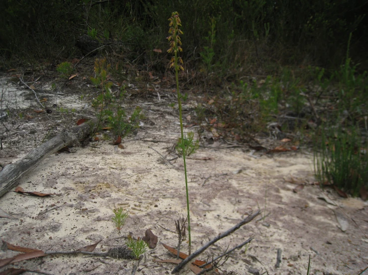 a white fire hydrant and plants in the sand