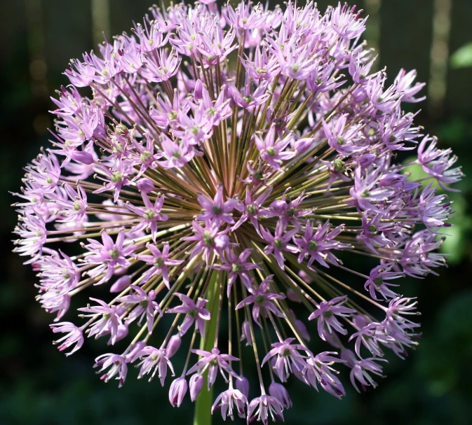 an purple flower with large open leaves, closeup