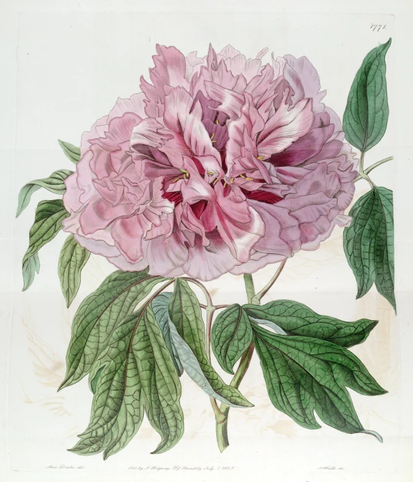 an ink drawing of a pink flower