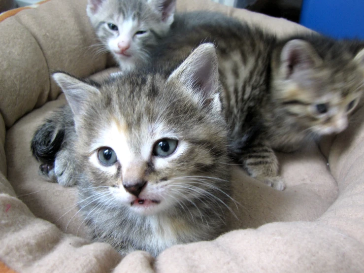 the kittens are all sitting in the pet bed