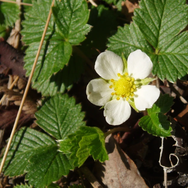 a small white flower is sitting in the leaves