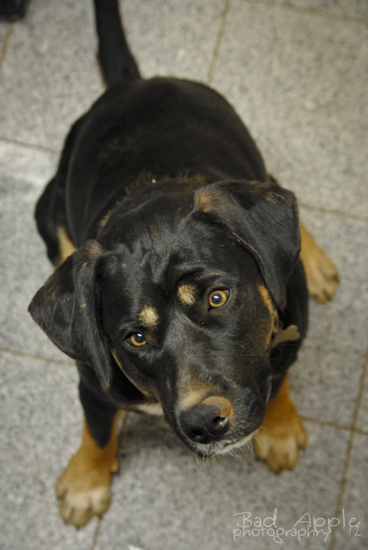 a dog standing on a tile floor looking at the camera