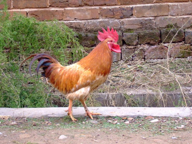 the rooster is walking along side of the building