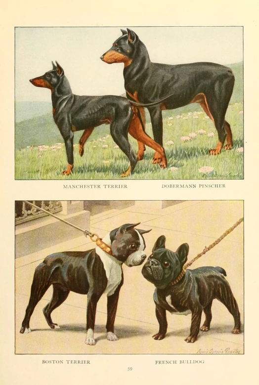 two different dogs are depicted in these vintage illustration