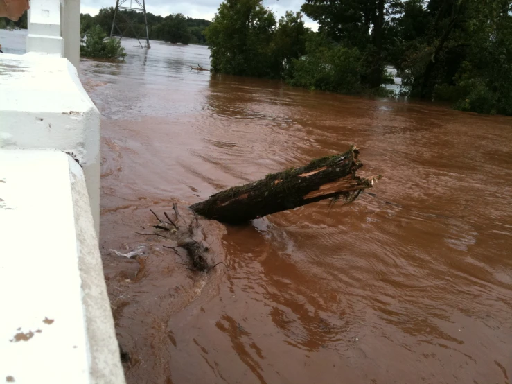 a tree laying in some deep water on a street