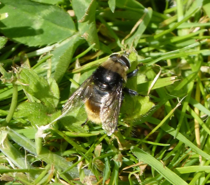 a bum sitting on a green leaf in the grass