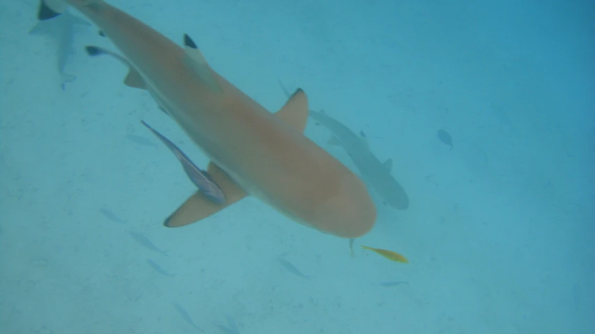 a group of small sharks swim through the water