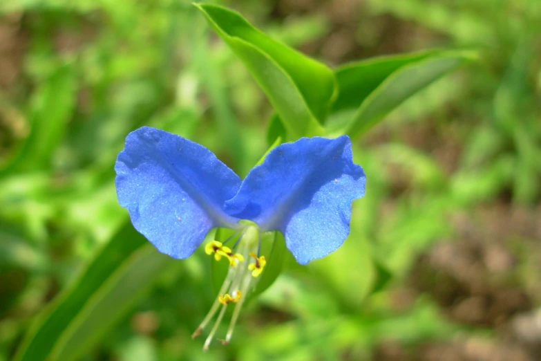 blue flower budding out from the ground