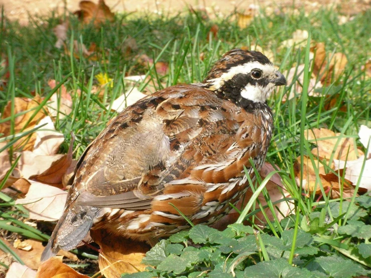 a bird that is sitting on the ground