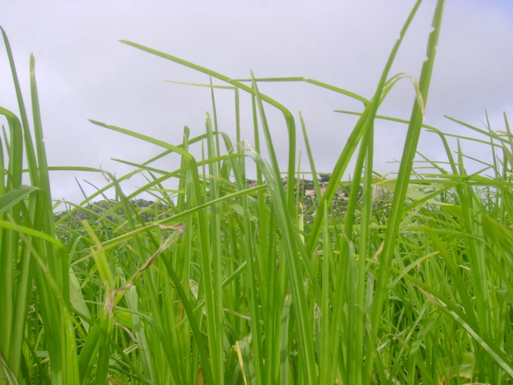 there is a group of green plants growing in the field