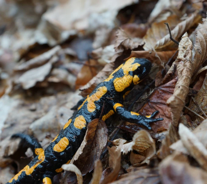 a yellow and black lizard sitting on leaves on the ground
