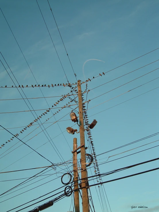 there are many birds sitting on the telephone wires