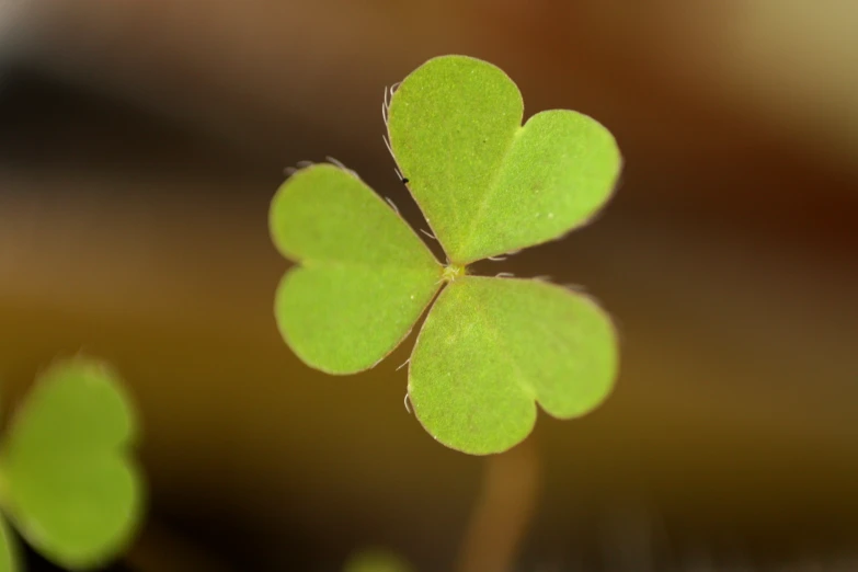 the plant is holding all the leaves of the plant