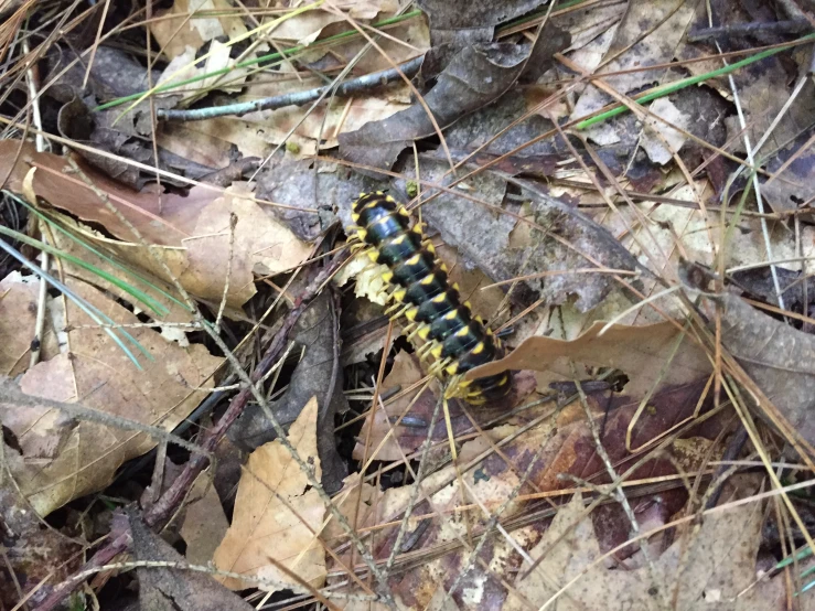 there is a black and yellow caterpillar crawling on the ground