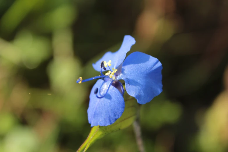 a blue flower is in a green garden