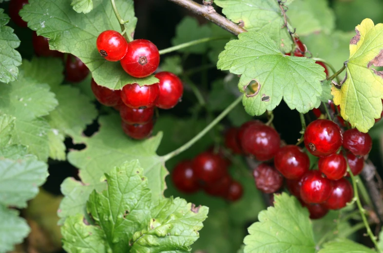 berries on tree nches with green leaves in the background