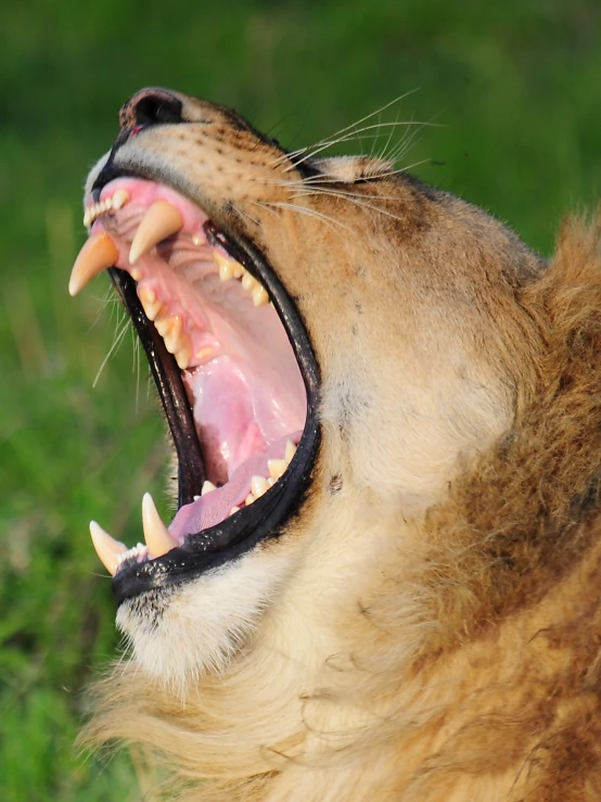 a close up of a lion's mouth with a piece of food in its mouth